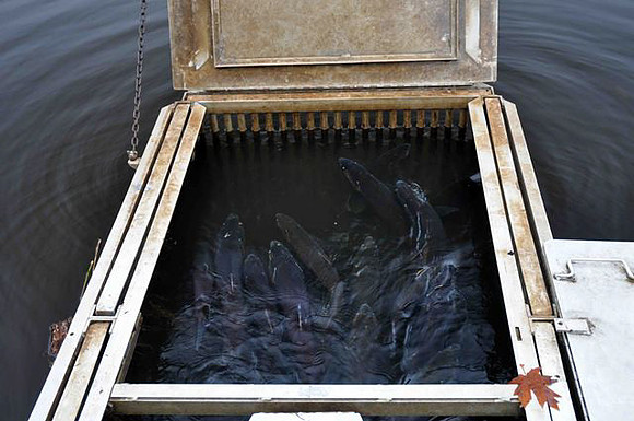 2012 Alberni Valley Salmon Enhancement Society-4