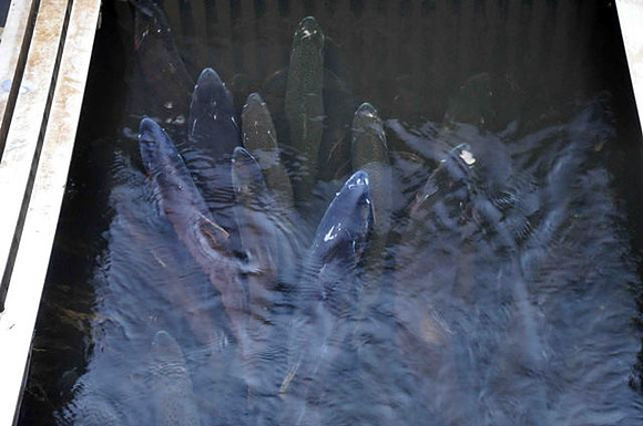2012 Alberni Valley Salmon Enhancement Society-3