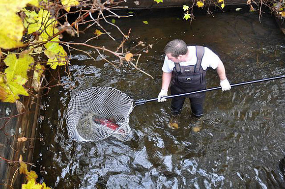 2012 Alberni Valley Salmon Enhancement Society-5