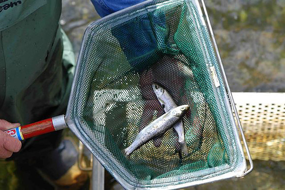 2012 Alberni Valley Salmon Enhancement Society
