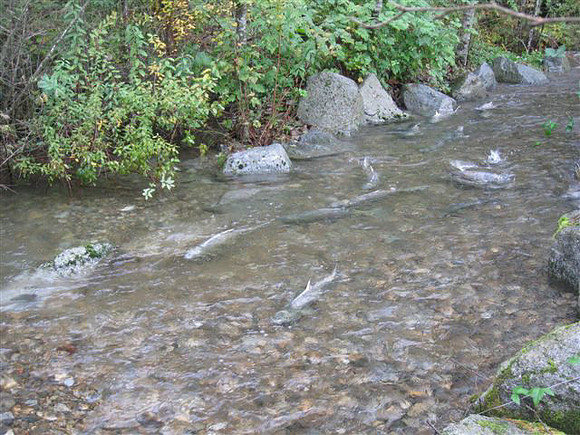 2012 Coquitlam Watershed Site Visit for Rudy North-10