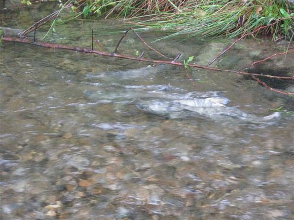 2012 Coquitlam Watershed Site Visit for Rudy North-8