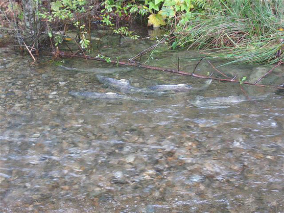 2012 Coquitlam Watershed Site Visit for Rudy North-9