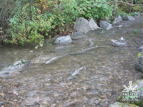2012 Coquitlam Watershed Site Visit for Rudy North-10 - LOGO