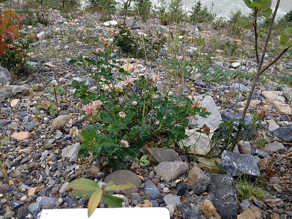 2012 Kicking Horse Habitat Monitoring-10