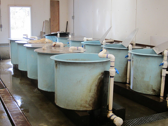 2013 Alberni Valley Salmon Enhancement Society Port Alberni McLean Mill - Nov 3-14
