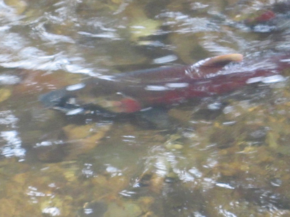 2013 Alberni Valley Salmon Enhancement Society Port Alberni McLean Mill - Nov 3-2