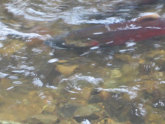 2013 Alberni Valley Salmon Enhancement Society Port Alberni McLean Mill - Nov 3-3