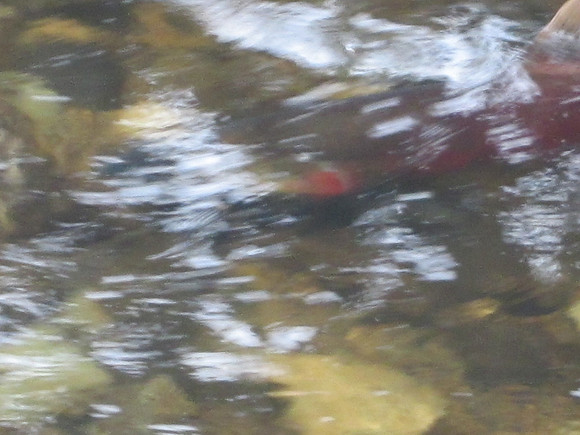 2013 Alberni Valley Salmon Enhancement Society Port Alberni McLean Mill - Nov 3-4