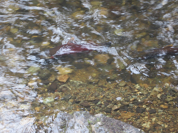 2013 Alberni Valley Salmon Enhancement Society Port Alberni McLean Mill - Nov 3-5
