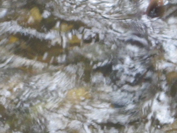 2013 Alberni Valley Salmon Enhancement Society Port Alberni McLean Mill - Nov 3-6