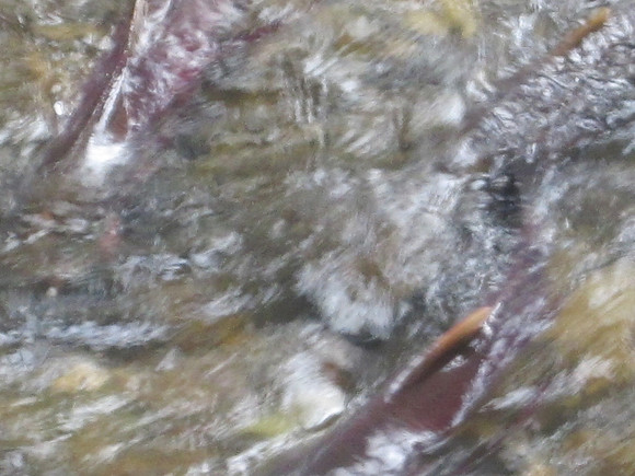 2013 Alberni Valley Salmon Enhancement Society Port Alberni McLean Mill - Nov 3-7