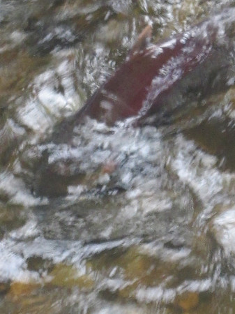 2013 Alberni Valley Salmon Enhancement Society Port Alberni McLean Mill - Nov 3-8