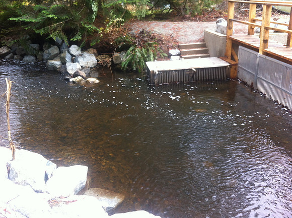 2013 Alberni Valley Salmon Enhancement Society Port Alberni McLean Mill - Nov 3
