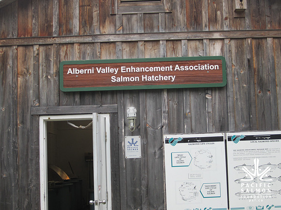 2013 Alberni Valley Salmon Enhancement Society Port Alberni McLean Mill - Nov 3-11 - LOGO