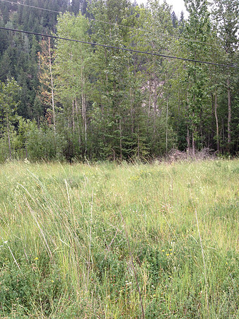2012 Kicking Horse Habitat Monitoring-6