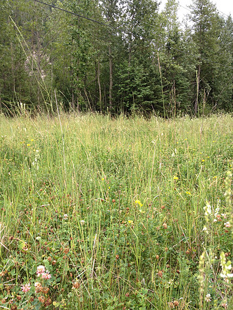2012 Kicking Horse Habitat Monitoring-7