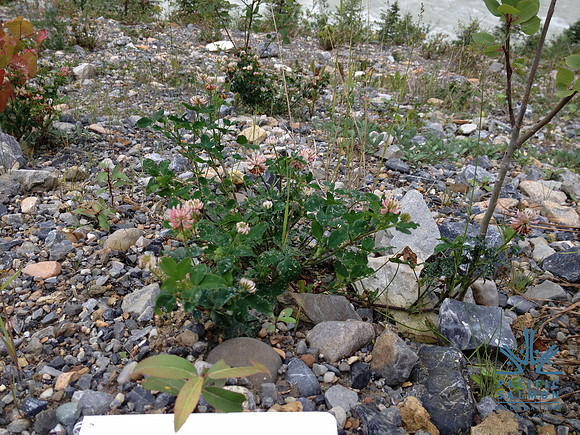 2012 Kicking Horse Habitat Monitoring-10 - LOGO