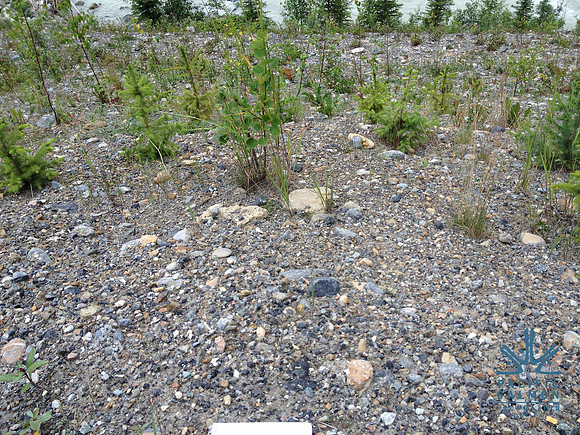 2012 Kicking Horse Habitat Monitoring-12 - LOGO