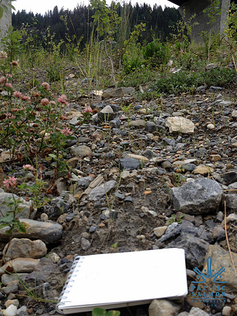 2012 Kicking Horse Habitat Monitoring-14 - LOGO