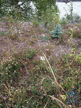 2012 Kicking Horse Habitat Monitoring-16 - LOGO