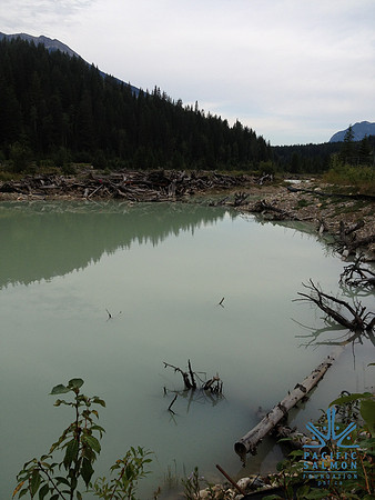 2012 Kicking Horse Habitat Monitoring-23 - LOGO