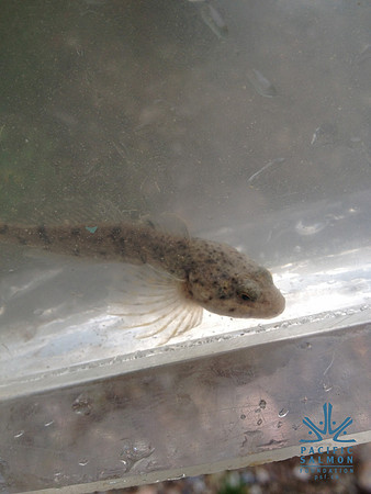 2012 Kicking Horse Habitat Monitoring-24 - LOGO
