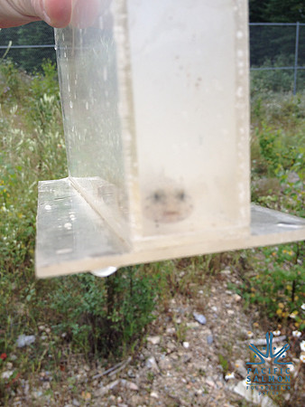 2012 Kicking Horse Habitat Monitoring-26 - LOGO