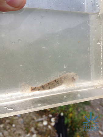 2012 Kicking Horse Habitat Monitoring-27 - LOGO