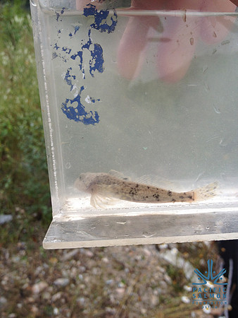 2012 Kicking Horse Habitat Monitoring-28 - LOGO