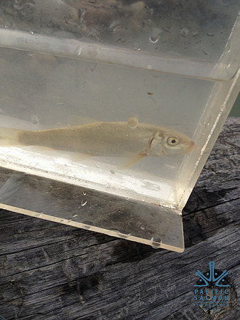 2012 Kicking Horse Habitat Monitoring-29 - LOGO