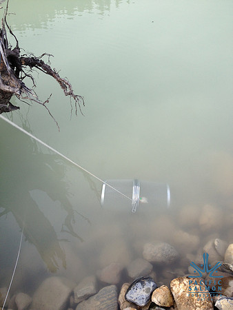2012 Kicking Horse Habitat Monitoring-31 - LOGO