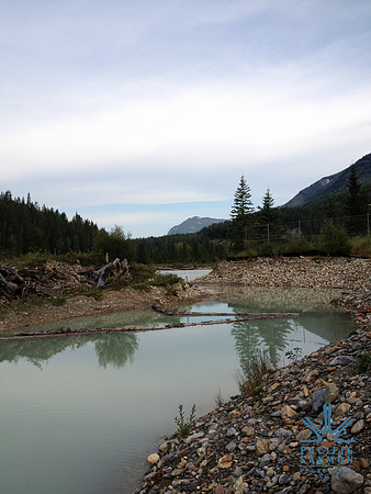 2012 Kicking Horse Habitat Monitoring-33 - LOGO