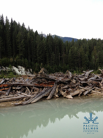 2012 Kicking Horse Habitat Monitoring-34 - LOGO