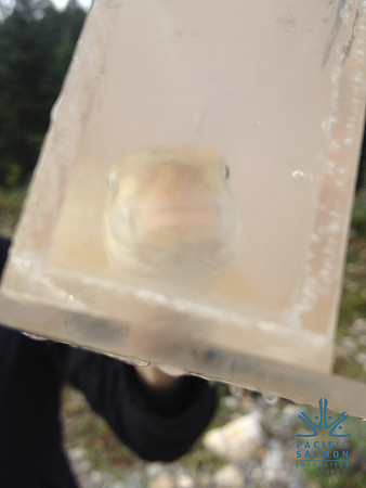 2012 Kicking Horse Habitat Monitoring-36 - LOGO