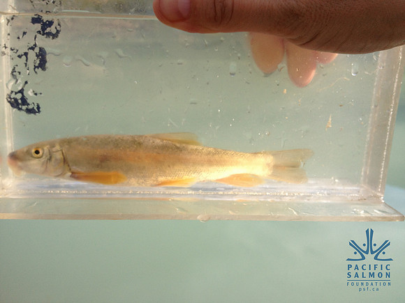 2012 Kicking Horse Habitat Monitoring-38 - LOGO