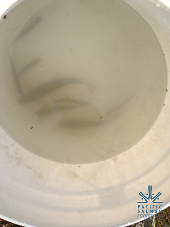2012 Kicking Horse Habitat Monitoring-44 - LOGO
