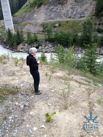 2012 Kicking Horse Habitat Monitoring-9 - LOGO