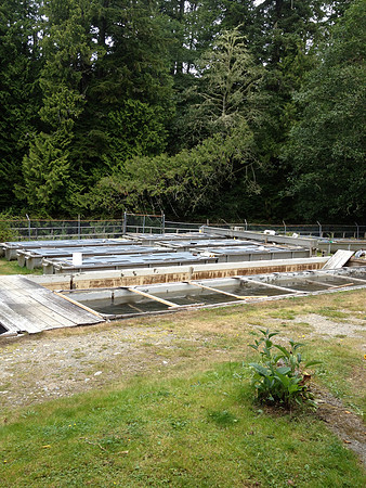 2012 Thorton Creek Hatchery Visit-4