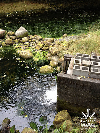 2012 Thorton Creek Hatchery Visit-16 - LOGO