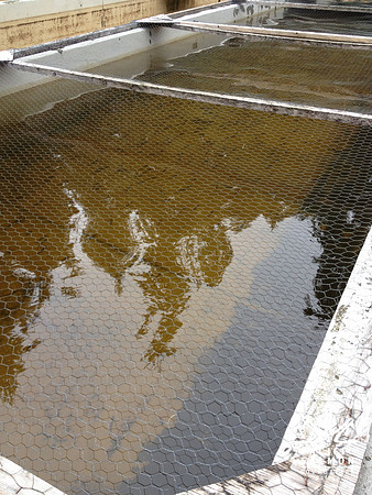 2012 Thorton Creek Hatchery Visit-6 - LOGO