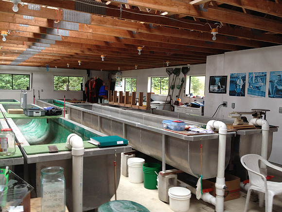 2012 Tofino Hatchery-12