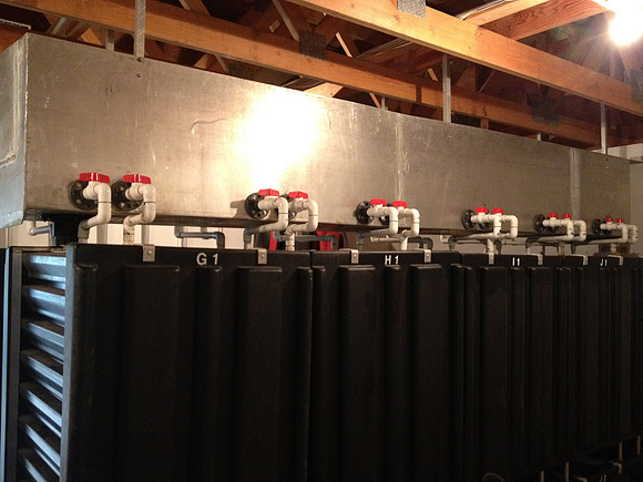 2012 Tofino Hatchery-5