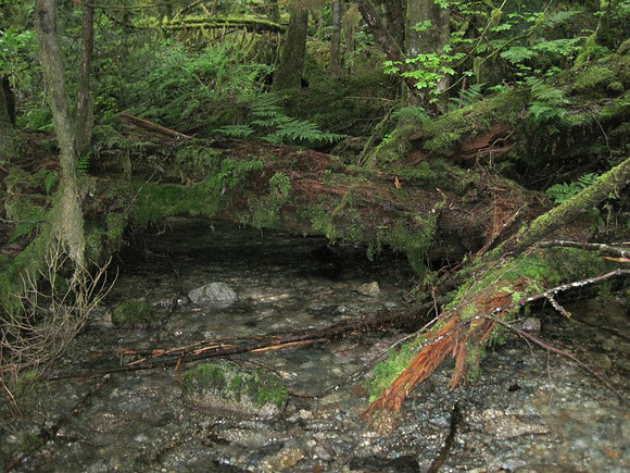 2012 Upper Pitt River Spawning Habitat Restoration-5