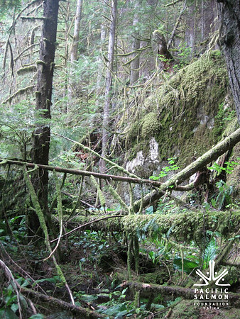 2012 Upper Pitt River Spawning Habitat Restoration - LOGO