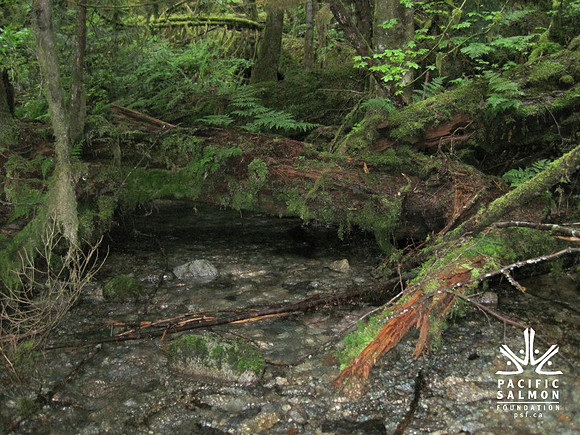 2012 Upper Pitt River Spawning Habitat Restoration-5 - LOGO