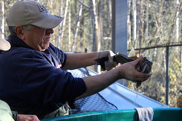 2014 Broodstock netting_Port Coquitlam District & Hunting-12