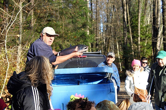 2014 Broodstock netting_Port Coquitlam District & Hunting-15