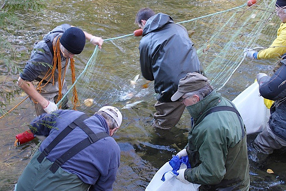2014 Broodstock netting_Port Coquitlam District & Hunting-19