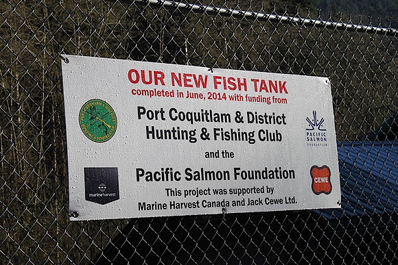 2014 Broodstock netting_Port Coquitlam District & Hunting-4
